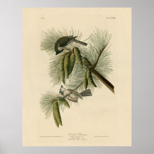 Träda (tuftade) timus Audubon Birds of America Poster