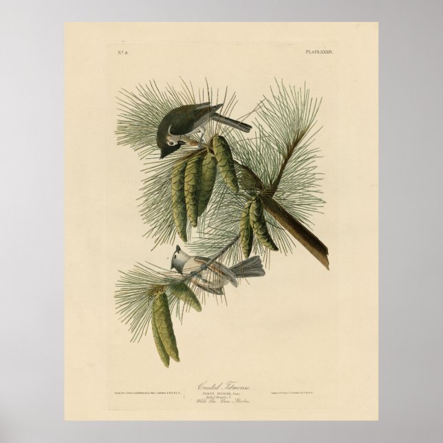 Träda (tuftade) timus Audubon Birds of America Poster (Framsidan)