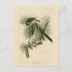 Träda (tuftade) timus Audubon Birds of America Vykort