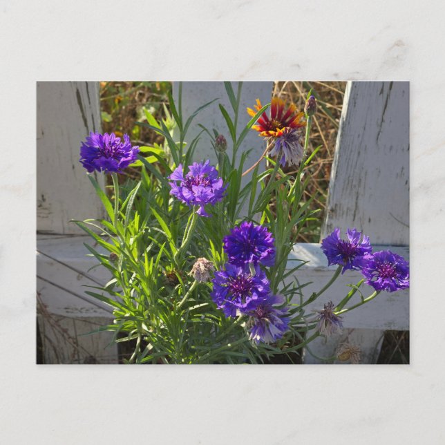 Trädblommor Vykort (Framsida)