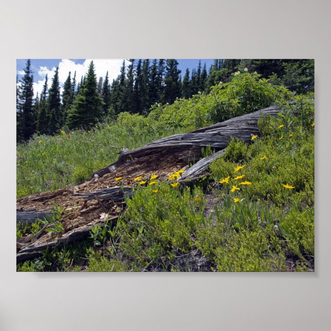 Trädfall och fjällblommor poster (Framsidan)