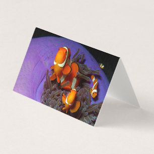 Trädfisket är alltid i rörelse   Busy Anemonefish  Kort