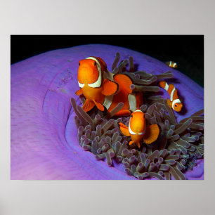 Trädfisket är alltid i rörelse Busy Anemonefish Poster