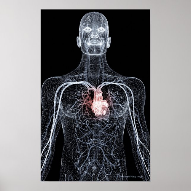 Trådform i blodkärlen i övre delen av kroppen 2 poster (Framsidan)