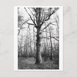 Trädfotografering - Keith Vykort