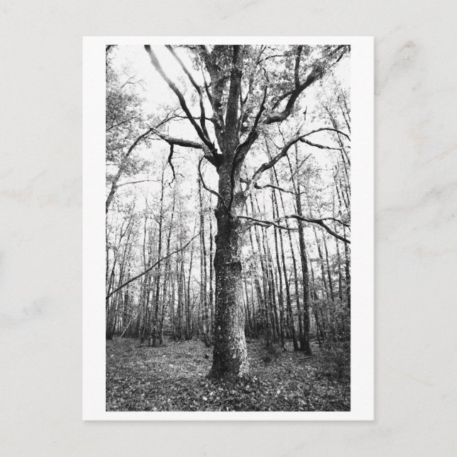 Trädfotografering - Keith Vykort (Framsida)