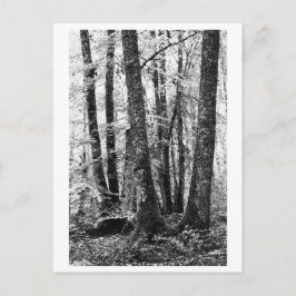 Trädfotografering - Sylva Vykort
