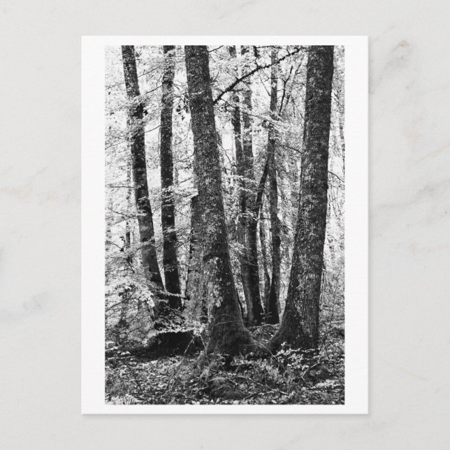 Trädfotografering - Sylva Vykort (Framsida)
