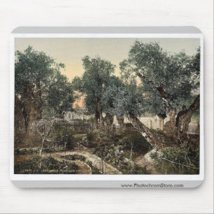 Trädgård av Gethsemane, Jerusalem, helig Musmatta