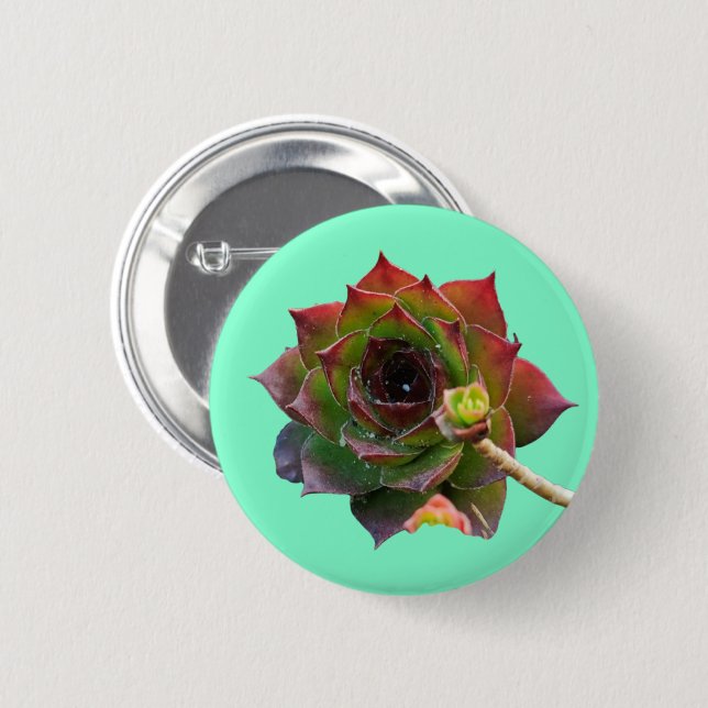 Trädgård Färgrik Sukkulent Sempervivum Växt Knapp (Framsida & baksida)