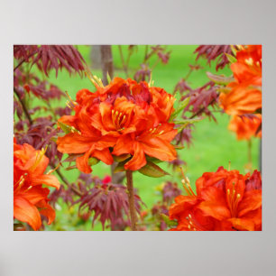 Trädgård för Rhododendron för kontorskonsttryck Poster