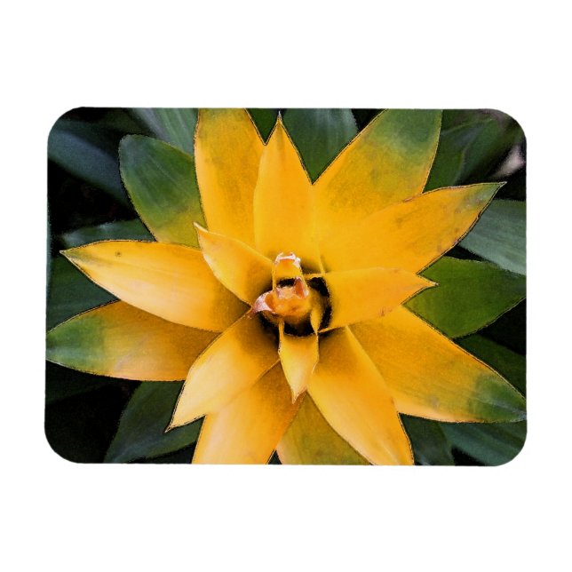 Trädgård lövväxt gula blad, magnet (Horisontell)
