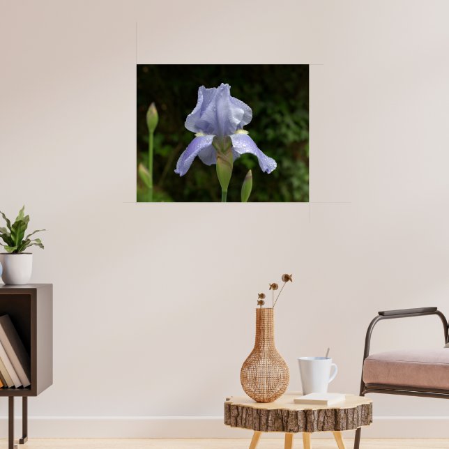 Trädgård med blå iris och regndroppar poster (Vardagsrum 3)