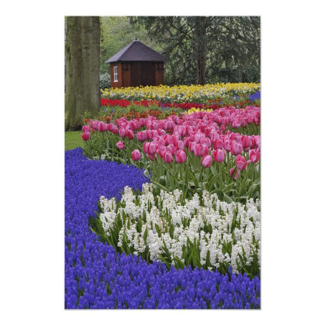Trädgård med druvhyacint, hyacint och tulpaner, fototryck (Framsidan)