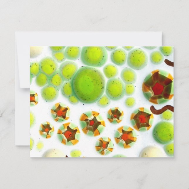 trädgård nr 7 (Framsida)