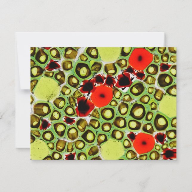 trädgård nr 9 (Framsida)