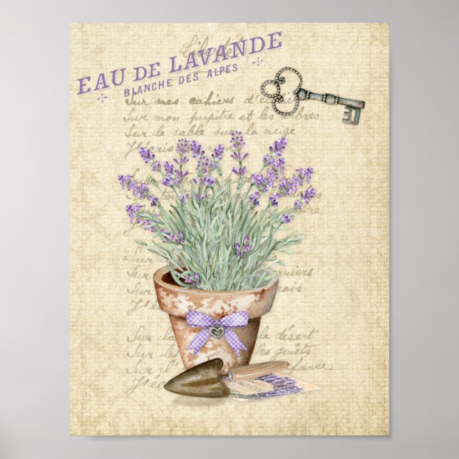 Trädgård Terrakotta Kruka Fransk Lavendel Poster (Framsidan)