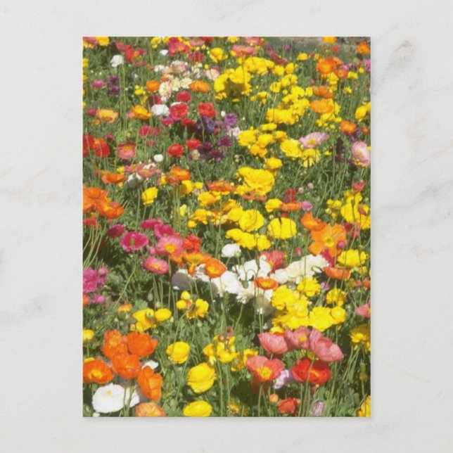 Trädgård Vykort (Framsida)