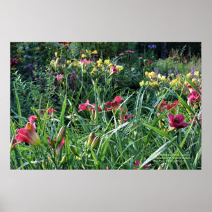 Trädgårdar för sommarReblooming Daylily Poster