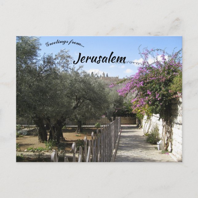 Trädgården Gethsemane Jerusalem 2 Vykort (Framsida)