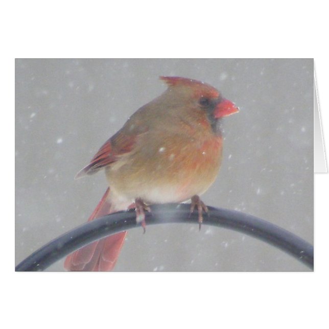 Trädgårdkardinal Hälsningskort (Framsidan Horizontal)