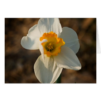 Trädgårds- blomma OBS kort