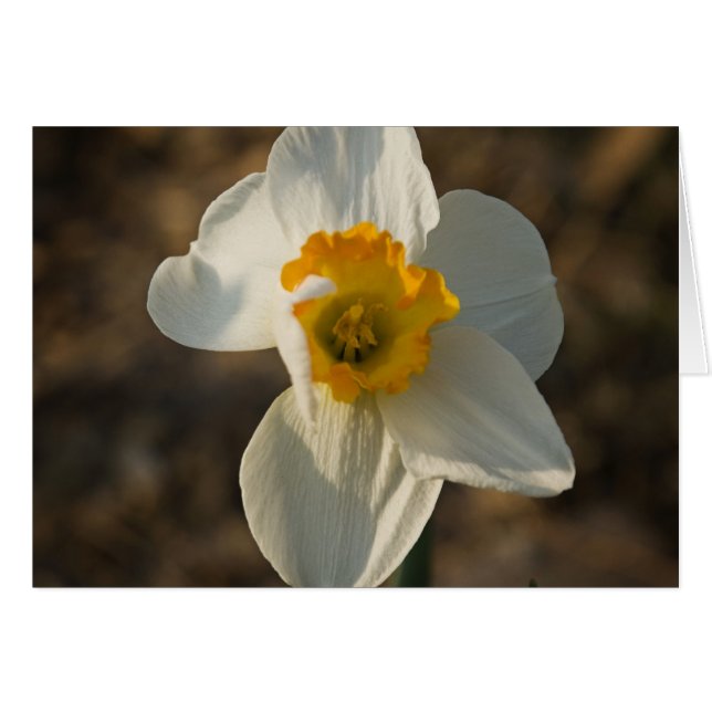 Trädgårds- blomma OBS kort (Framsidan Horizontal)