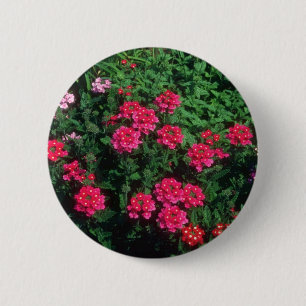 Trädgårds- blommor för Verbena (Verbena Hybrida Knapp