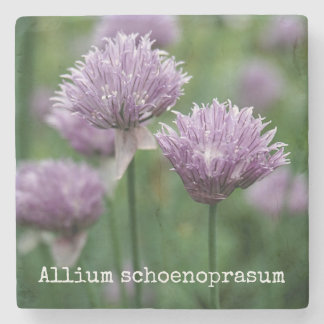 Trädgårds- gräslökar stenunderlägg