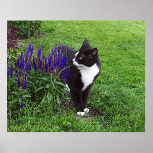 Trädgårds- katt för vattenfärg poster