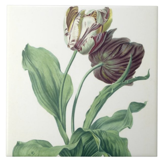 Trädgårds- tulpan, från "operan Botanica" som Kakelplatta (Framsidan)