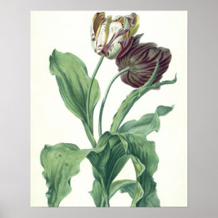 Trädgårds- tulpan, från "operan Botanica" som Poster
