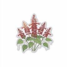Trädgårdsblomma - scharlakansröd salvie