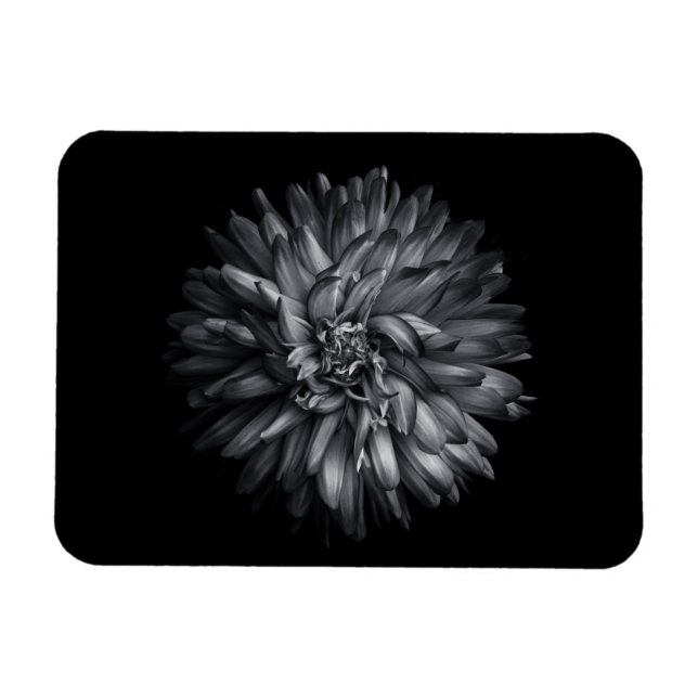 Trädgårdsblommor i svart och vitt 20 magnet (Horisontell)