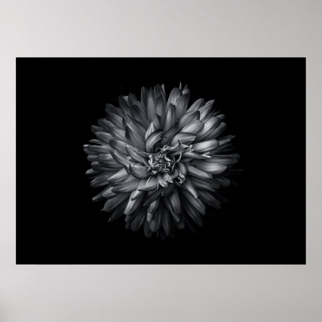 Trädgårdsblommor i svart och vitt 20 poster (Framsidan)