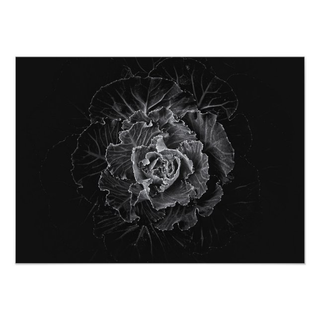Trädgårdsblommor i svart och vitt nr 100 fototryck (Framsidan)