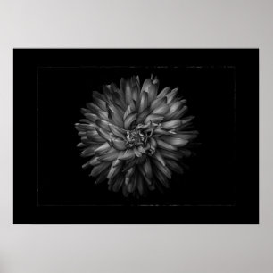 Trädgårdsblommor i svart och vitt nr 20 kant poster