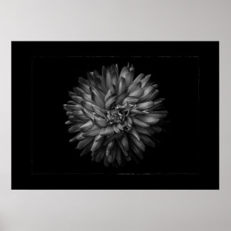 Trädgårdsblommor i svart och vitt nr 20 kant poster