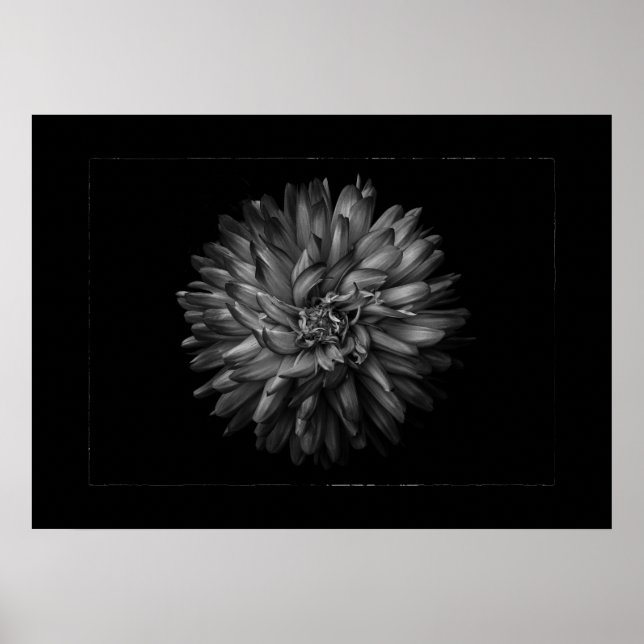Trädgårdsblommor i svart och vitt nr 20 kant poster (Framsidan)