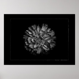 Trädgårdsblommor i svart och vitt nr 79 Rabatt Poster
