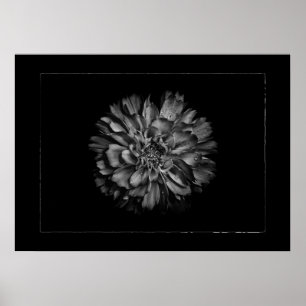 Trädgårdsblommor i svart och vitt nr 79 Rabatt Poster