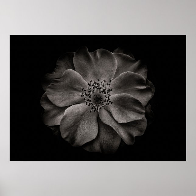 Trädgårdsblommor i svart och vitt nr 84 poster (Framsidan)