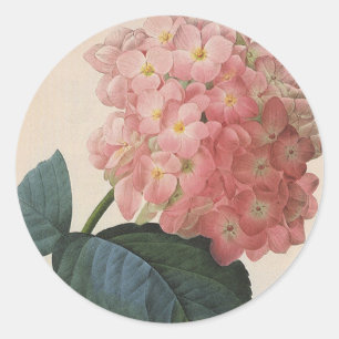 Trädgårdsblommor i vintage-stil, Rosa Hydrangea Ho Runt Klistermärke