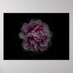 Trädgårdsblommor nr 115 Färgversion Poster