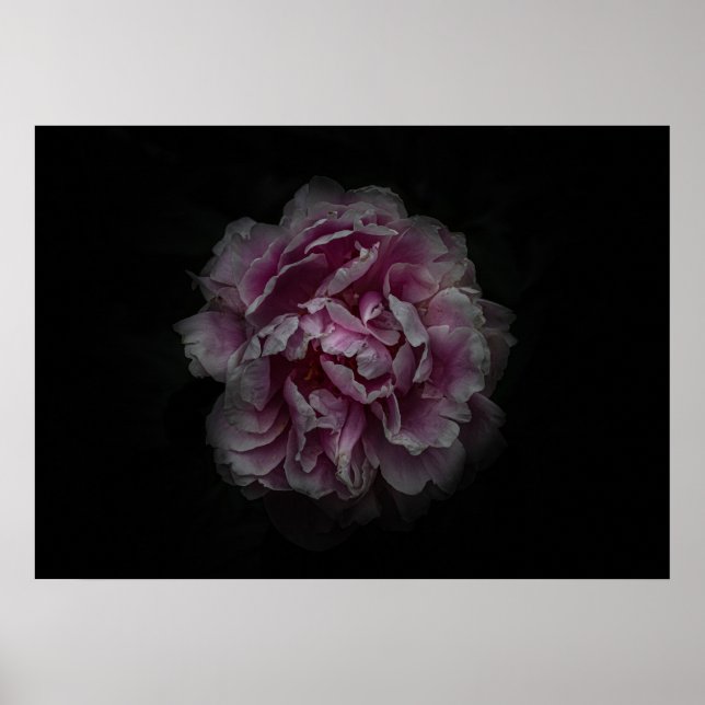 Trädgårdsblommor nr 115 Färgversion Poster (Framsidan)