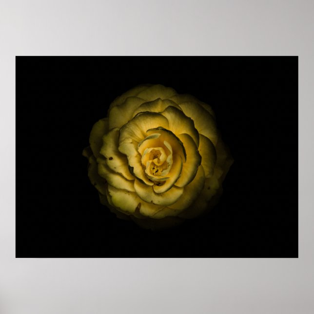 Trädgårdsblommor nr 85 färgversion poster (Framsidan)