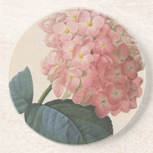 Trädgårdsblommor, Rosa Hydrangea Hortensia Underlägg