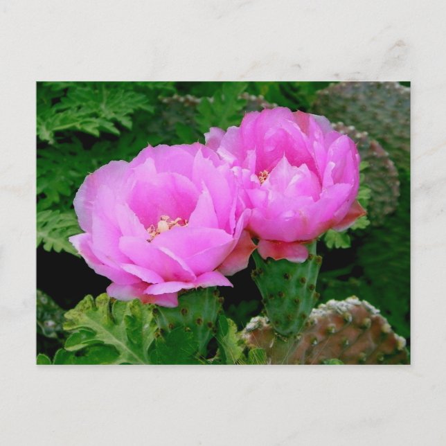 Trädgårdsblommor Vykort (Framsida)