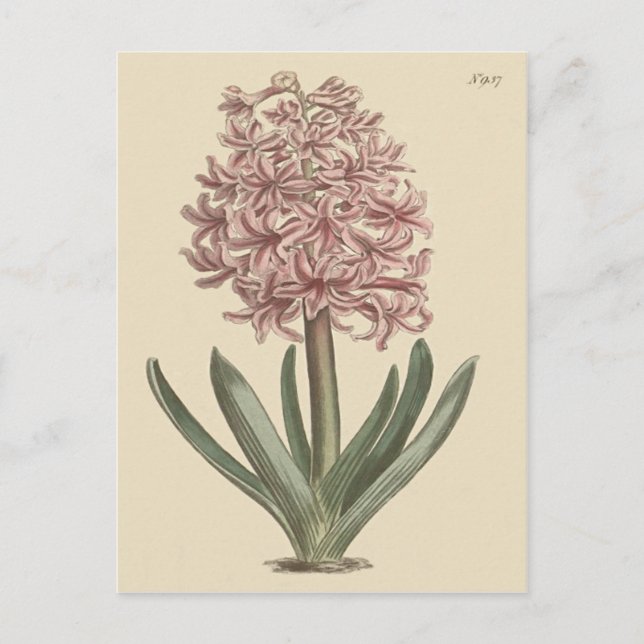 Trädgårdshyacint Botanisk Illustration Vykort (Framsida)