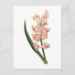 trädgårdshyacint (Hyacinthus orientalis) av Redout Vykort